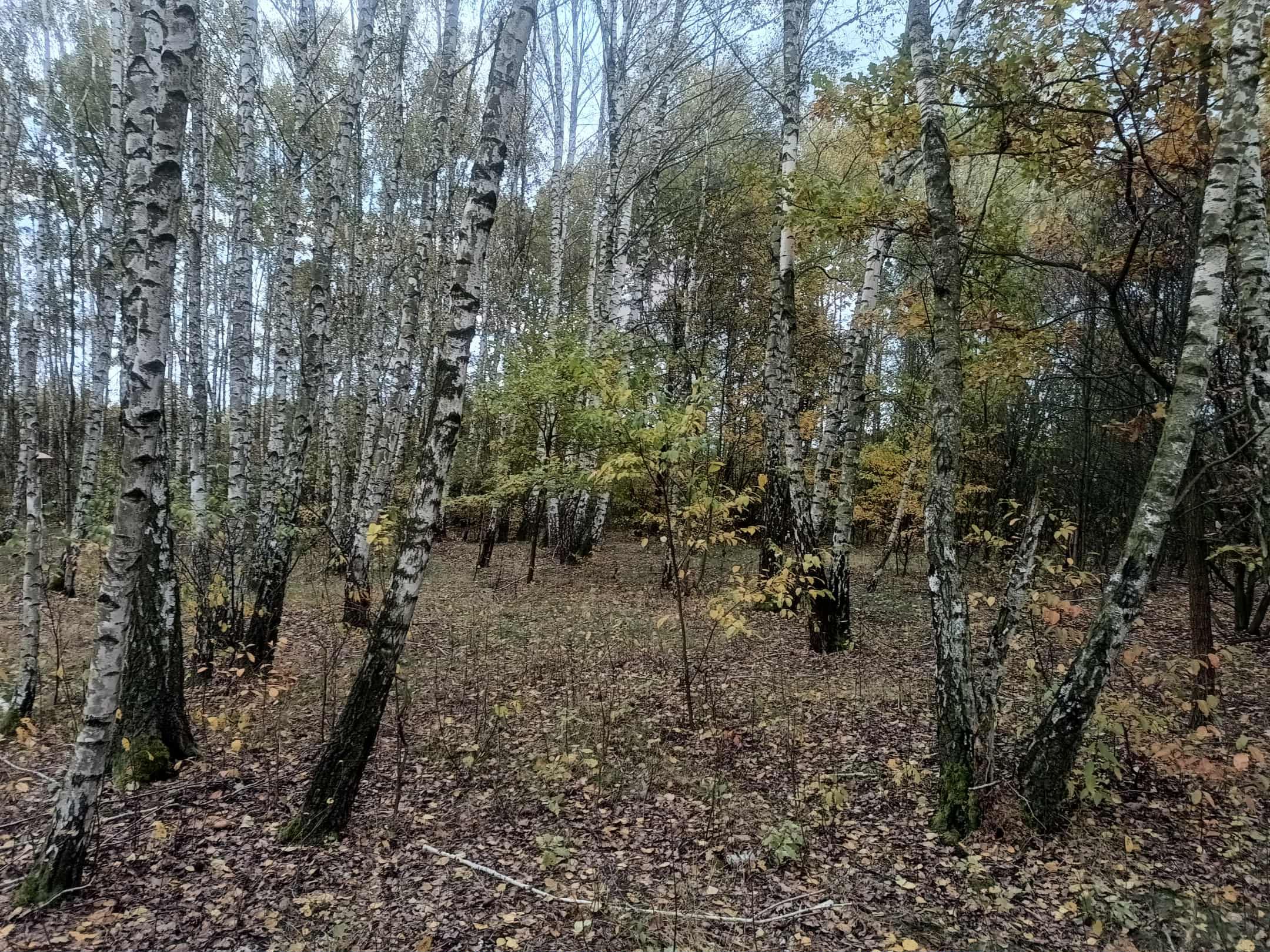 Posiadłość pod Warszawą 4,6ha – Budy Michałowskie – zdjęcie 10