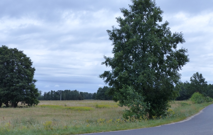 Prawie 9ha z WZ na 4 siedliska, strefa usługowa, 88 500 m² – Małomin – zdjęcie 6