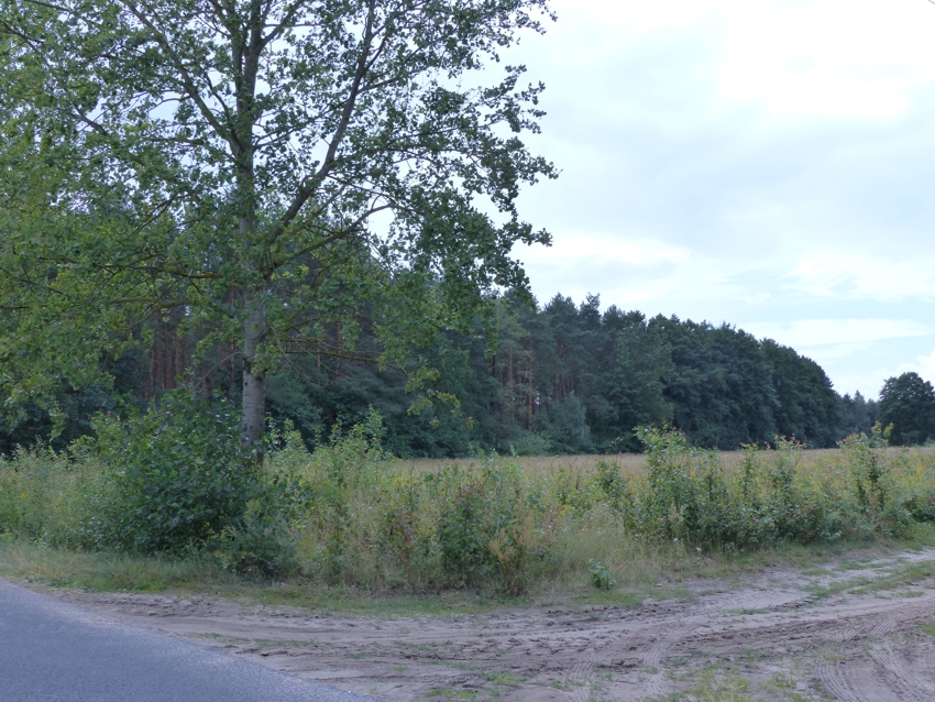 Prawie 9ha z WZ na 4 siedliska, strefa usługowa, 88 500 m² – Małomin – zdjęcie 9