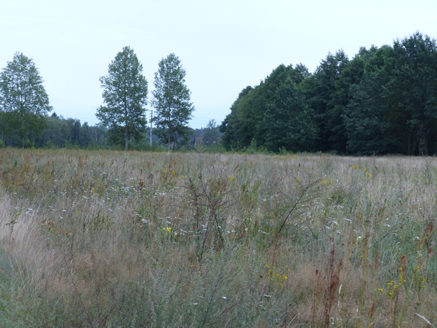 Prawie 9ha z WZ na 4 siedliska, strefa usługowa, 88 500 m² – Małomin – zdjęcie 8