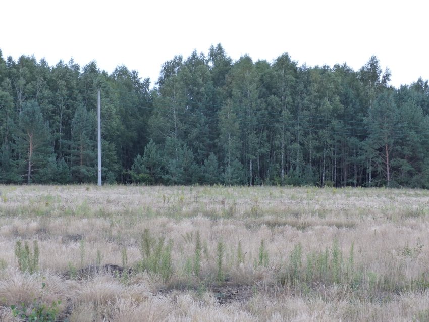 Prawie 9ha z WZ na 4 siedliska, strefa usługowa, 88 500 m² – Małomin – zdjęcie 4